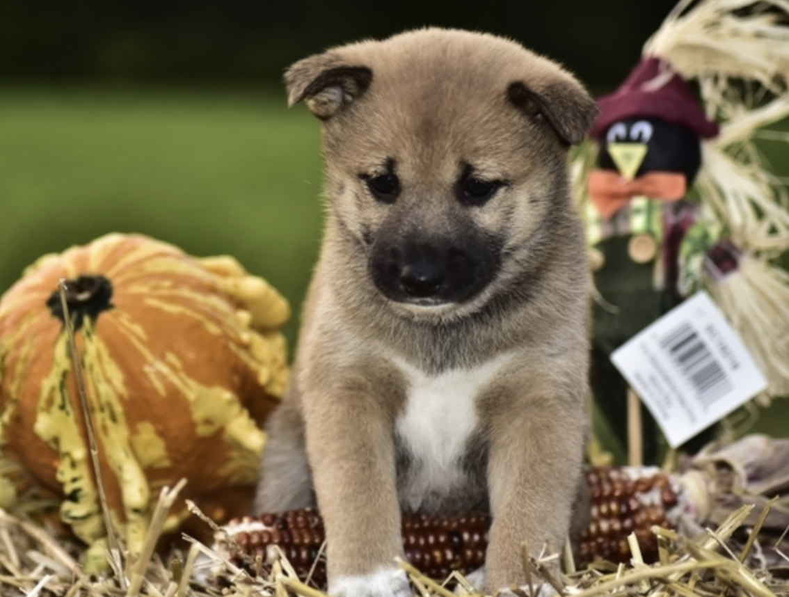 comprar cachorros sanos, baratos y asequibles para la venta